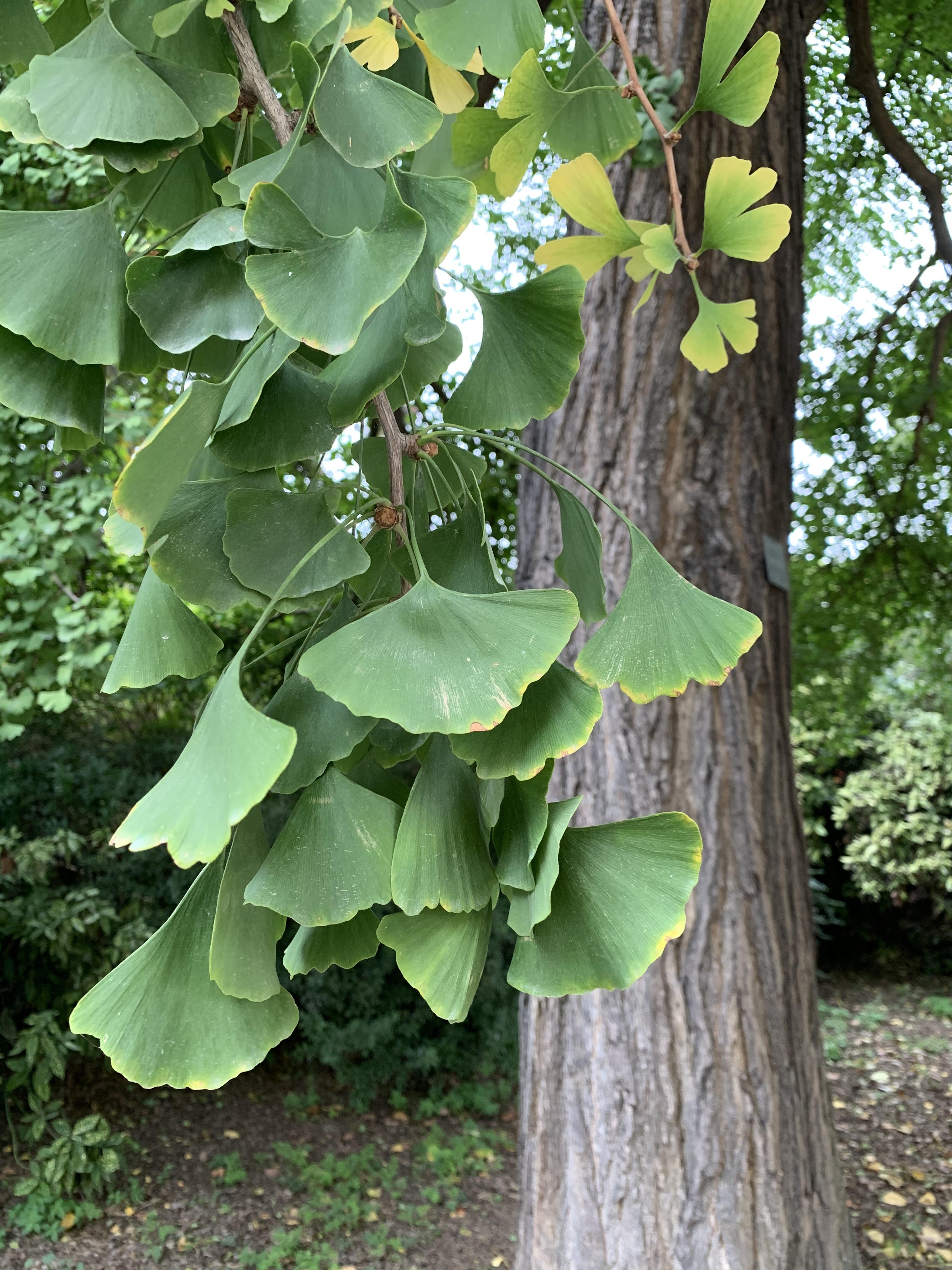 Getting to Know the Ancient Ginkgo Tree Reach the World